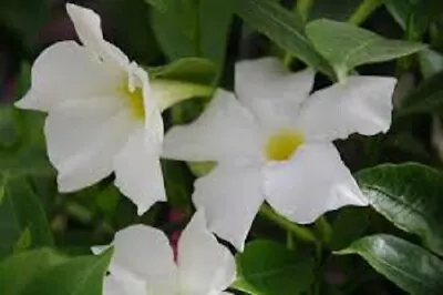 30 MANDEVILLA BELLA WHITE Live Plants Plugs Home Planters DIY Garden 838 S2 • $9.99