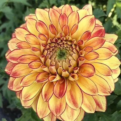 PICK YOUR DAHLIA! - Clump Of Tubers - Choose From (8) Stunning Decorative Types  • $12