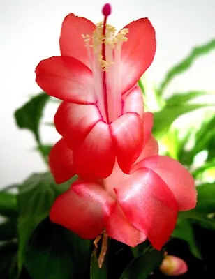 Zygocactus – Schlumbergera – 'STRAWBERRY FANTASY' -  X 2 Fresh Cuttings • $12