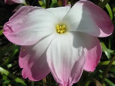 Rain Lily Zephyranthes Labufarosea Confection 3 Bulbs NEW Habranthus • $18