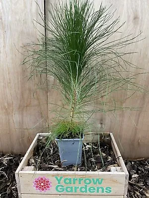 Yunnan Pine Conifer Tree - Pinus Yunnanensis - Long Needles - 9cm Pot 🇬🇧 • £15.55