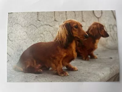 Dachshund Photo Card Astrid Harrisson 2014’color Crisp 3.75x 6  Unposted • $2.49