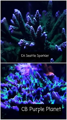 12-Coral SPS Acropora Montipora LPS Frag Pack deal -you Choose 3/4-2 Inch Frags  • $140