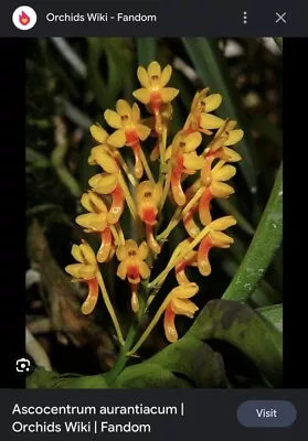 Ascocentrum Aurantiacum Miniature Orchid Species Orange Vanda Orchid • $24