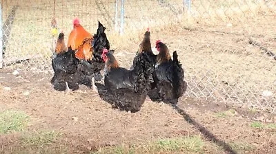 12 BLACK COPPER MARANS Hatching Eggs* Greenfire Farms Stock • $15.49