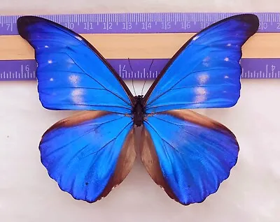 Hybrid Morpho Rhetenor Cacica X Morpho Helena A- From Peru  Mounted Riker Framed • $99.99