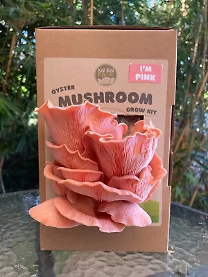 Pink Oyster Mushroom Kit • $25