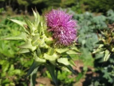 MILK THISTLE SEEDS 50+ Herb FLOWER Garden BIENNIAL Silybum Marianum Medicinal • $4.99