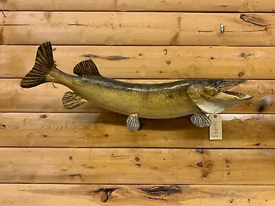 Real Skin Mount Northern Pike Walleye Musky Ron Lax Muskey Fish Taxidermy FNP19 • $349