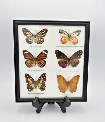Mounted Real Butterfly Collection Of 6 Taxidermy Framed And Labeled 9.5  X 8.75  • $59.95