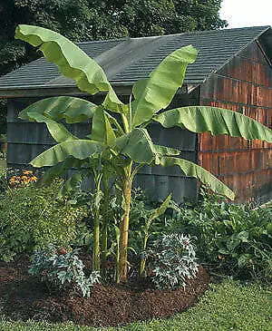 Musa Basjoo Japanese Banana Plants 5 Litre Pots RHS AGM • £35