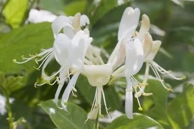 Lonicera Maackii (Bush Honeysuckle) - 25 Seeds • £2.35