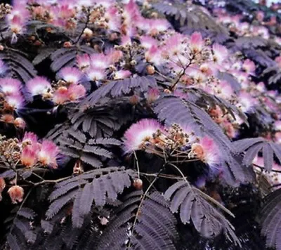 Summer Chocolate Mimosa Tree 5 Seeds Silk Tree Albizia Julibrissin • $3.99