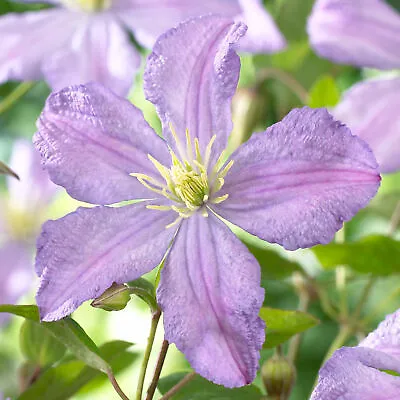 £11.99 • Buy Clematis 'Prince Charles' | Hardy Deciduous Climbing Garden Plant In 9cm Pot