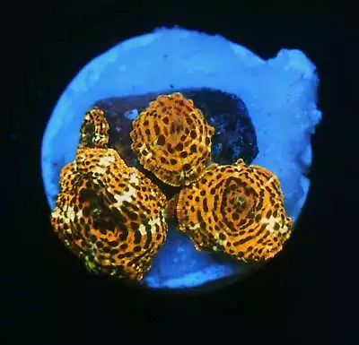 CS LEOPARD DISCO MUSHROOM COLONY - WYSIWYG - LIVE CORAL - Frag - SPS LPS ZOAS • $143.20