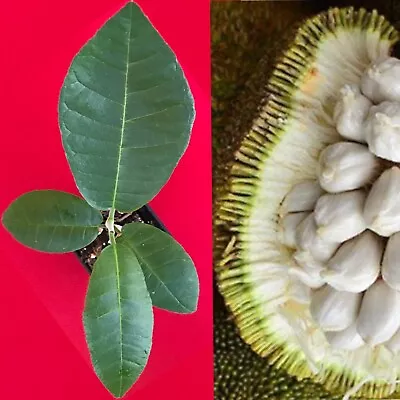 Marang Artocarpus Odoratissimus Terap Borneo Tropical Fruit Potted Tree Plant • $23.99
