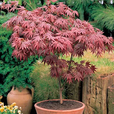 1 X Acer 'atropurpureum' Purple Japanese Maple Tree Shrub Garden Plant In Pot • £11.99