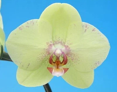 $34.50 • Buy RFO Phalaenopsis Golden Sands X Musashino