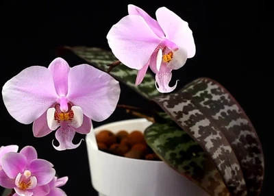 $48 • Buy LP-03 Phalaenopsis Schilleriana - Fragrance - -Species