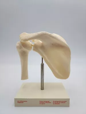 Vintage Voltaren Shoulder Joint Anatomical Model Scapula Humerus • $49.95