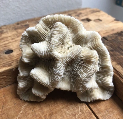 $7 • Buy Brain CORAL Fossil 4 