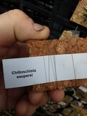 $30 • Buy Orchid Species-chiloschista Exuperei-thailand