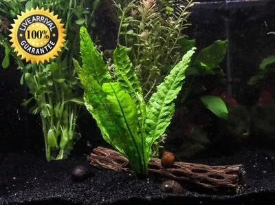 Java Fern Microsorum Pteropus Freshwater Live Aquarium Plants (Great Value) • $12.99