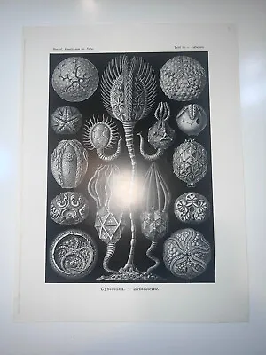 1904 Original Lithograph Cystoidea Sea Marine Echinoderms By Haeckel #90 • $95