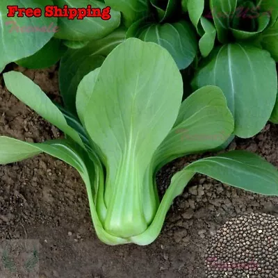 Baby Choi SEEDS | Baby Pak Choi Pak Choy Bok Choy Cabbage SEEDS | Non-GMO • $1.54