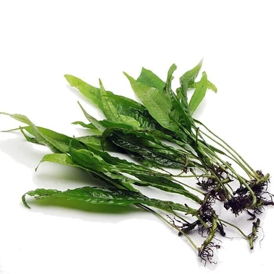 £19 • Buy Java Fern Aquarium Plants Fish Tank  Live Aquatic Tropical Guppy Shrimp Uk