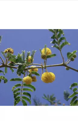 ACACIA FARNESIANA Vachellia Rare Mimosa Tree Bonsai Aroma Bush Seed.  20 Seeds • $9.99