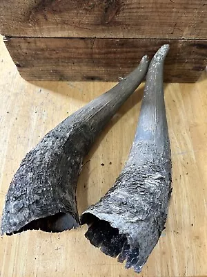 Cow Horn Bull Cow Lot Of 2 Vintage Old About 10-11 Inch Long Western Cowboy Farm • $29