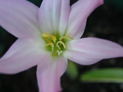 Rain Lily Habranthus Tubispatha 1 Bulb NEW RARE Zephyranthes • $18