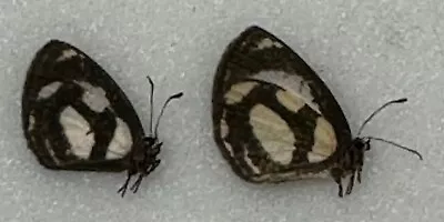 Butterfly X1 Pair  Falcuna Campimus  (Ghana) • $10.74