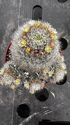 Mammillaria Bocasana Clumping Powder Puff Cactus Flowering Cluster • $65.50