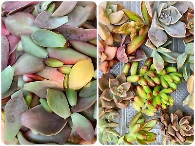 40+Varieties Colorful Succulent Leaves + 3 Cuttings (Random) FREE SHIPPING • $15.99