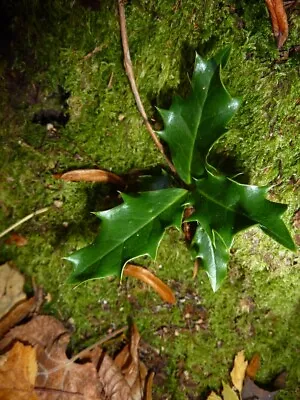 Green Holly Ilex Saplings 5-15cm - Bare Rooted Woodland Bonsai Mixed Sex • £12.25