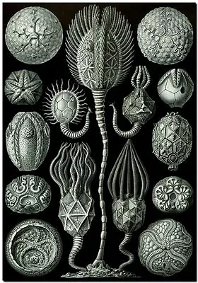 ERNST HAECKEL CANVAS PRINT Art Nouveau Vintage Nature 8 X 10  Cystoidea • $7.71