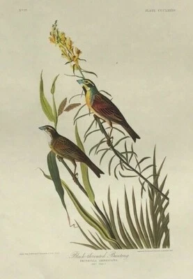 $35 • Buy Audubon Amsterdam Edition -  Black-throated Bunting  - Large Folio Print 1971