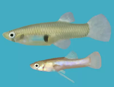 6+ Mosquitofish Gambusia For Freshwater Aquarium Or Pond • $19.99