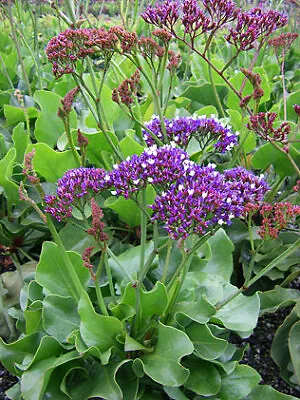 Limonium Perezii|9cm Potted Plant |Sea Lavender • £9.99