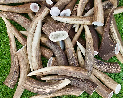 £15.95 • Buy 2 X Deer Antlers Dog Healthy Chews Tough - Full Of Minerals Medium 75g - 140g