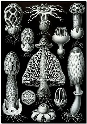 ERNST HAECKEL CANVAS PRINT Art Nouveau Forms In Nature 8 X 10  Basimycetes • $7.71