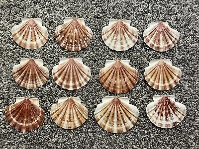 $18.50 • Buy Lot Of 12 Shells 3-4” Wide Flat Scallop Seashells Cream Color Craft Food Display