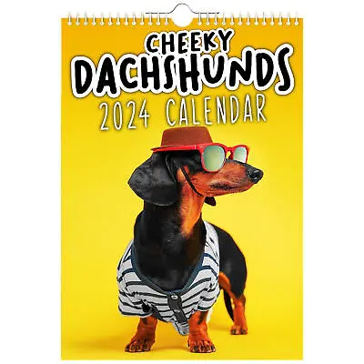 Novelty Cheeky Dachshunds - 2024 Wall CalendarDog Album Cover Poster Calendar • £18.71