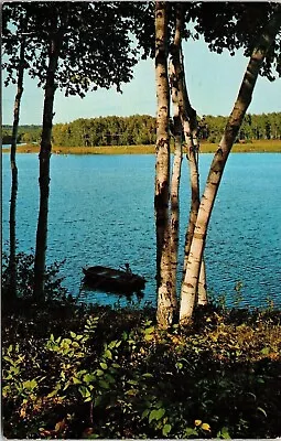 Fishing Among Birches Postcard Cancel PM Manitowish Waters WI WOB Note SUN VTG • $2.75