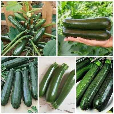 ZUCCHINI Dark Green F1 7 Seeds HYBRID Vegetable Garden SPRING SUMMER Courgette • $5.32