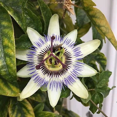 £21.50 • Buy 1 X Passion Flower Plants (Passiflora) In 2 Litre Pots (Free UK Postage)