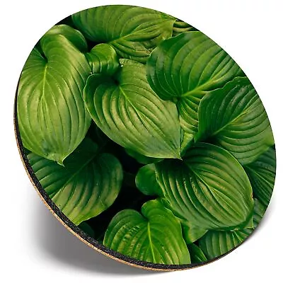 £3.99 • Buy Round Single Coaster  - Dark Green Leaves Plant Leaf Garden  #44843