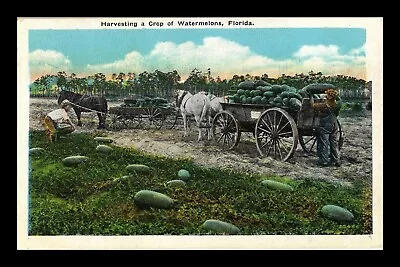 Dr Jim Stamps Us Harvesting Watermelons Horse Drawn Wagons Unposted Postcard • $1.73